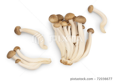 Brown beech mushrooms or Shimeji mushroom isolated on white background with clipping path. Top view, flat lay Brown beech mushrooms or Shimeji mushroom isolated on white background with clipping path. Top view, flat lay 72036677