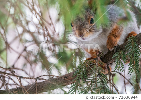 The squirrel with nut sits on a fir branches in the winter or late autumn The squirrel with nut sits on a fir branches in the winter or late autumn 72036944