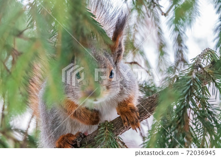 The squirrel with nut sits on a fir branches in the winter or late autumn 72036945