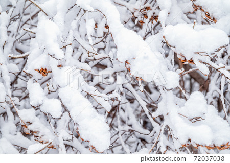 Tree branches in winter covered with snow and frost in snowfall. Frozen tree branches. Tree branches in winter covered with snow and frost in snowfall. Frozen tree branches. 72037038