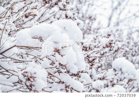 Tree branches in winter covered with snow and frost in snowfall. Frozen tree branches. Tree branches in winter covered with snow and frost in snowfall. Frozen tree branches. 72037039