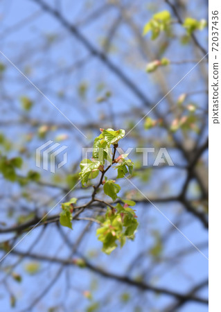 Small-leaved lime 72037436