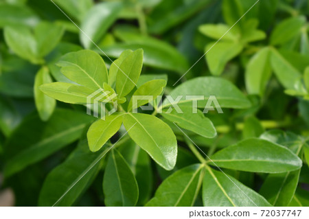 Mexican orange 72037747