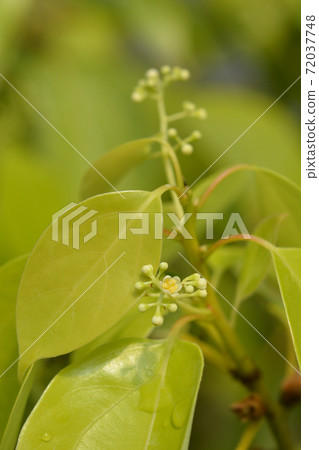 Camphor tree 72037748