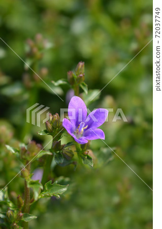 Dalmatian bellflower 72037749