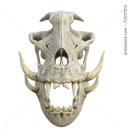Monster skull isolated on white background 3d illustration Monster skull isolated on white background 3d illustration 72037855