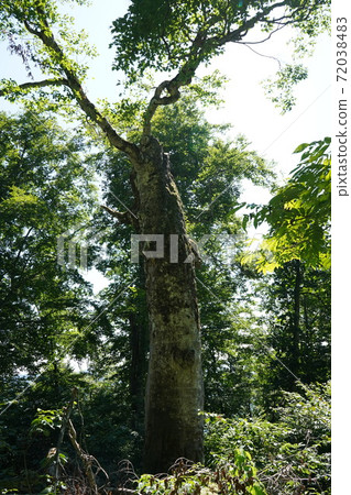 Shirakami Mountains Mother Tree World Heritage Site 72038483