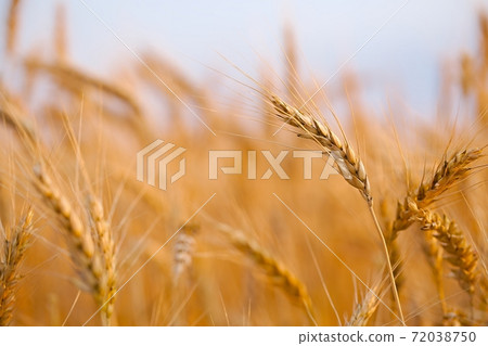 Wheat field detail 72038750