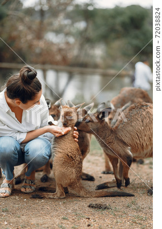 Woman in the reserve is playing with a kangaroo Woman in the reserve is playing with a kangaroo 72038824