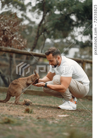 Man in the reserve is playing with a kangaroo Man in the reserve is playing with a kangaroo 72038825