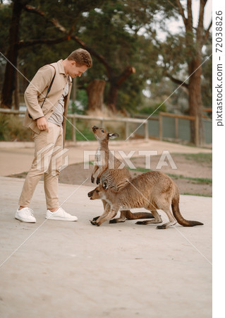 Man in the reserve is playing with a kangaroo Man in the reserve is playing with a kangaroo 72038826