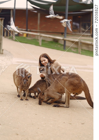 Woman at a reserve is playing with a kangaroo Woman at a reserve is playing with a kangaroo 72038827