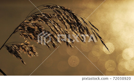 冬季河面上的球模糊和蘆葦剪影 72038920