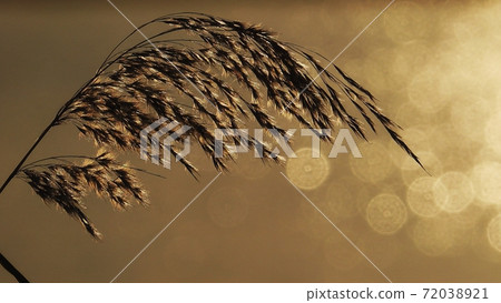 冬季河面上的球模糊和蘆葦剪影 冬季河面上的球模糊和蘆葦剪影 72038921