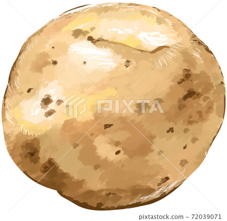 Potato illustration real 72039071
