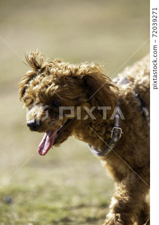 小貴賓犬步道 小貴賓犬步道 72039271