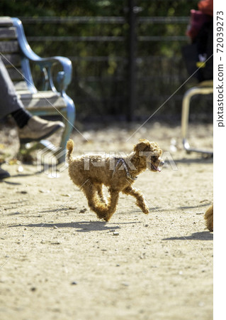 Tiny poodle walk Tiny poodle walk 72039273