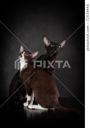 Two oriental breed cats friends of black and brown color are sitting close together against black background and looking up 72039448