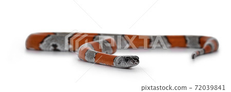 Gray banded king snake on white 72039841