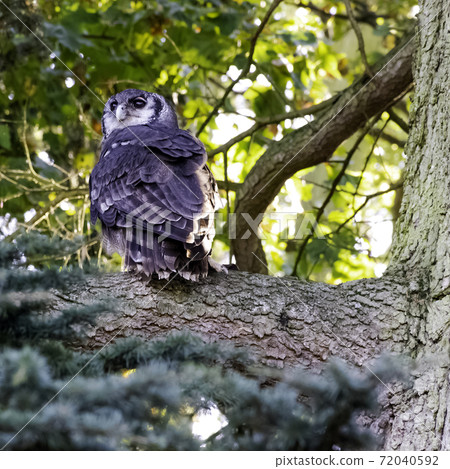 Verreaux's eagle-owl (Bubo lacteus) Verreaux's eagle-owl (Bubo lacteus) 72040592