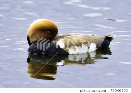 Red-crested pochard (Netta rufina) Red-crested pochard (Netta rufina) 72040593