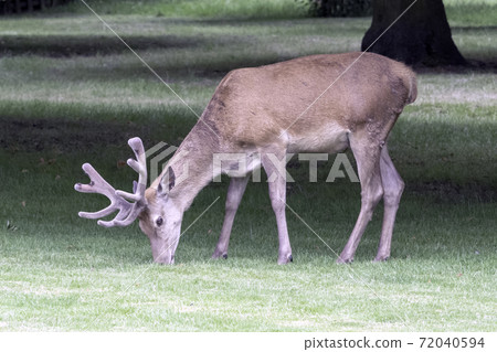 Wild male red deer Wild male red deer 72040594