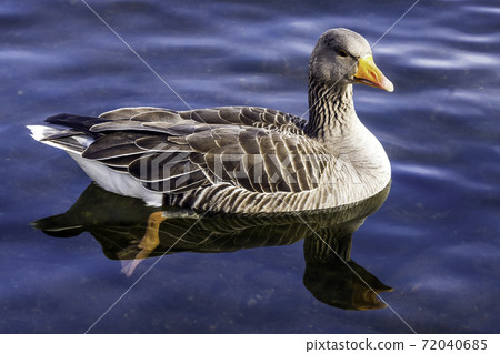 Swimming wild greylag goose (Anser anser) in the Park Swimming wild greylag goose (Anser anser) in the Park 72040685