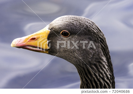 Wild greylag goose (Anser anser) Wild greylag goose (Anser anser) 72040686