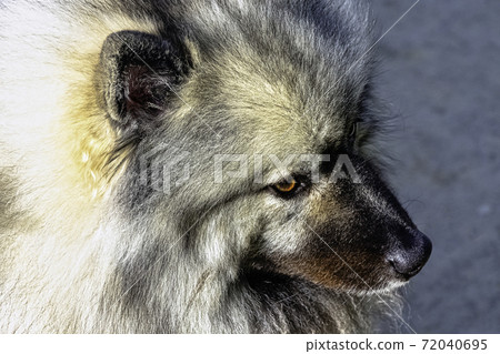 Keeshond - medium-sized dog with a plush, two-layer coat of silver and black fur and curled tail Keeshond - medium-sized dog with a plush, two-layer coat of silver and black fur and curled tail 72040695