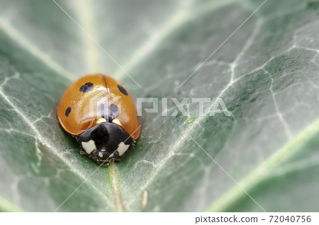 Coccinella septempunctata, known as C-7, seven-spot ladybird, ladybug, or lady beetle  72040756