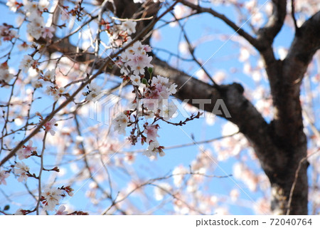 Cold cherry tree Cold cherry tree 72040764