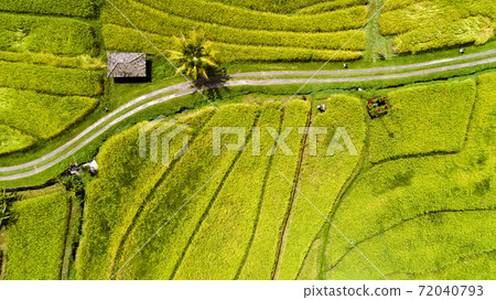 Rice field aerial top view. 72040793