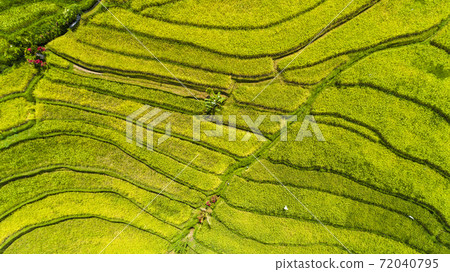 Rice field in the Asia. Top view. Rice field in the Asia. Top view. 72040795