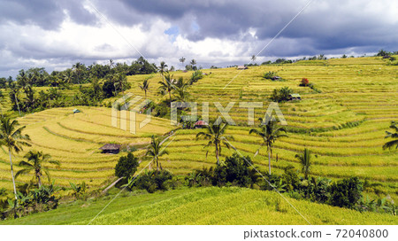 Jatiluwih Rice Terraces in Bali. 72040800
