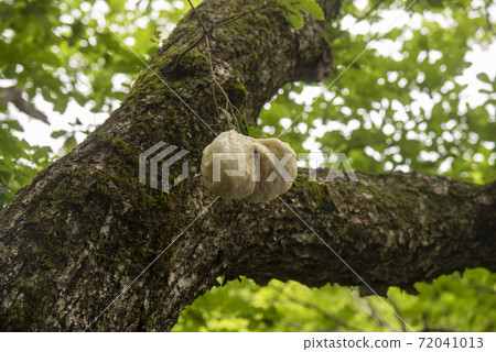Moria frog egg mass on the tree 72041013