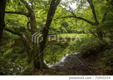 Prostration swamp deep in the forest 72041014