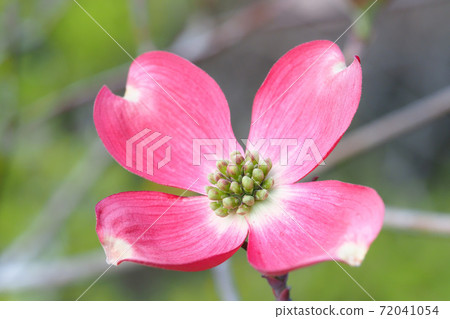  山茱萸花 72041054