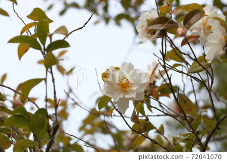 Sasanqua's white flowers Sasanqua's white flowers 72041070