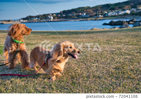 Hachinohe City, Aomori Prefecture Miniature dachshund and Toy Poodle nestled on Tanesashikaigan in autumn Hachinohe City, Aomori Prefecture Miniature dachshund and Toy Poodle nestled on Tanesashikaigan in autumn 72041108