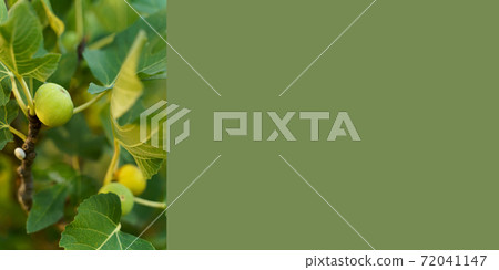 Green unripe figs hang on a branches between green fig leaves 72041147