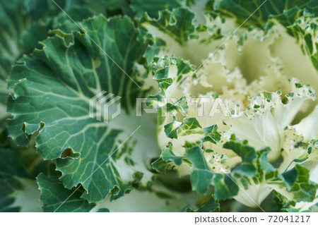 Green cabbage close up shot Green cabbage close up shot 72041217