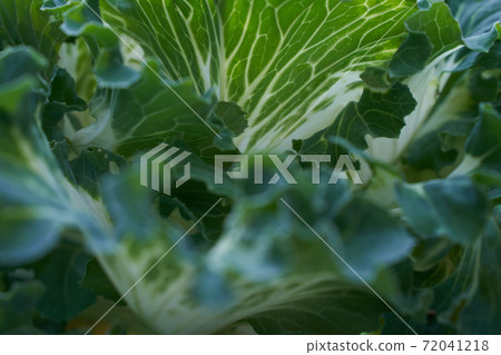 Green cabbage close up shot Green cabbage close up shot 72041218