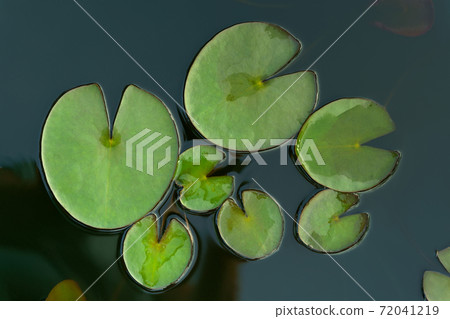 Green leaves water lilies in the water flat lay  72041219
