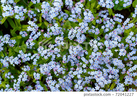 Forget-me-not small Light Blue Flower Forget-me-not small Light Blue Flower 72041227