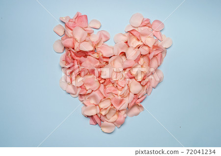 Pink roses heart from petal on blue background Pink roses heart from petal on blue background 72041234
