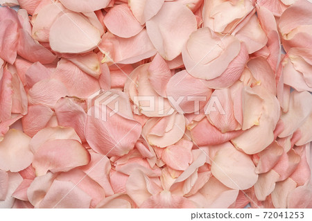 Pink roses petals Background  72041253