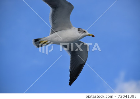 Black-tailed gull flying around in the blue sky 72041395