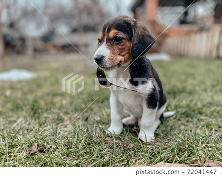 A small month-old beagle puppy sits on the lawn grass with a leaf in its mouth against the backdrop of a private house and garden. Dog breeds, photography of puppies. 72041447