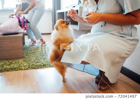The owner of the Spitz dog is playing with him and feeding him delicious snacks from his hand The owner of the Spitz dog is playing with him and feeding him delicious snacks from his hand 72041497