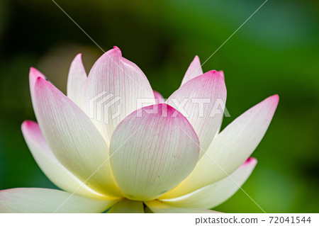 Lotus flower Lotus flower 72041544